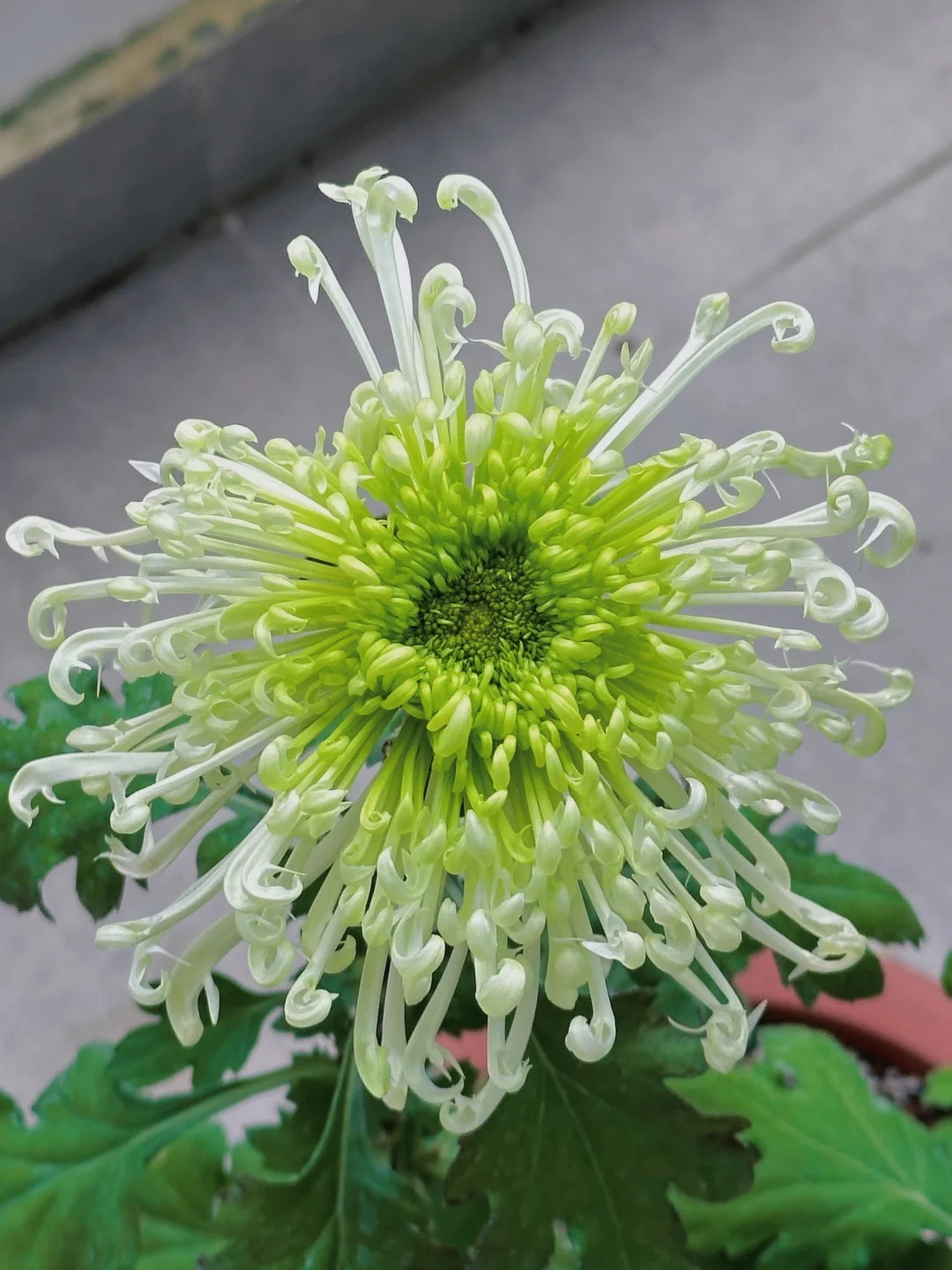Rare Golden Chrysanthemum Seeds-Longevity Flower💞
