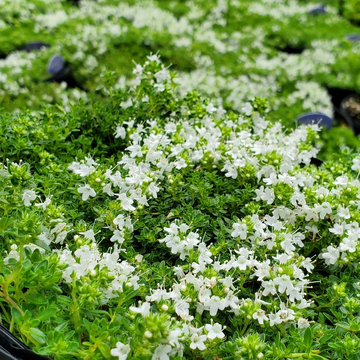 ✨ The Magical Fairy Garden of Your Dreams✨Creeping Thyme Seeds