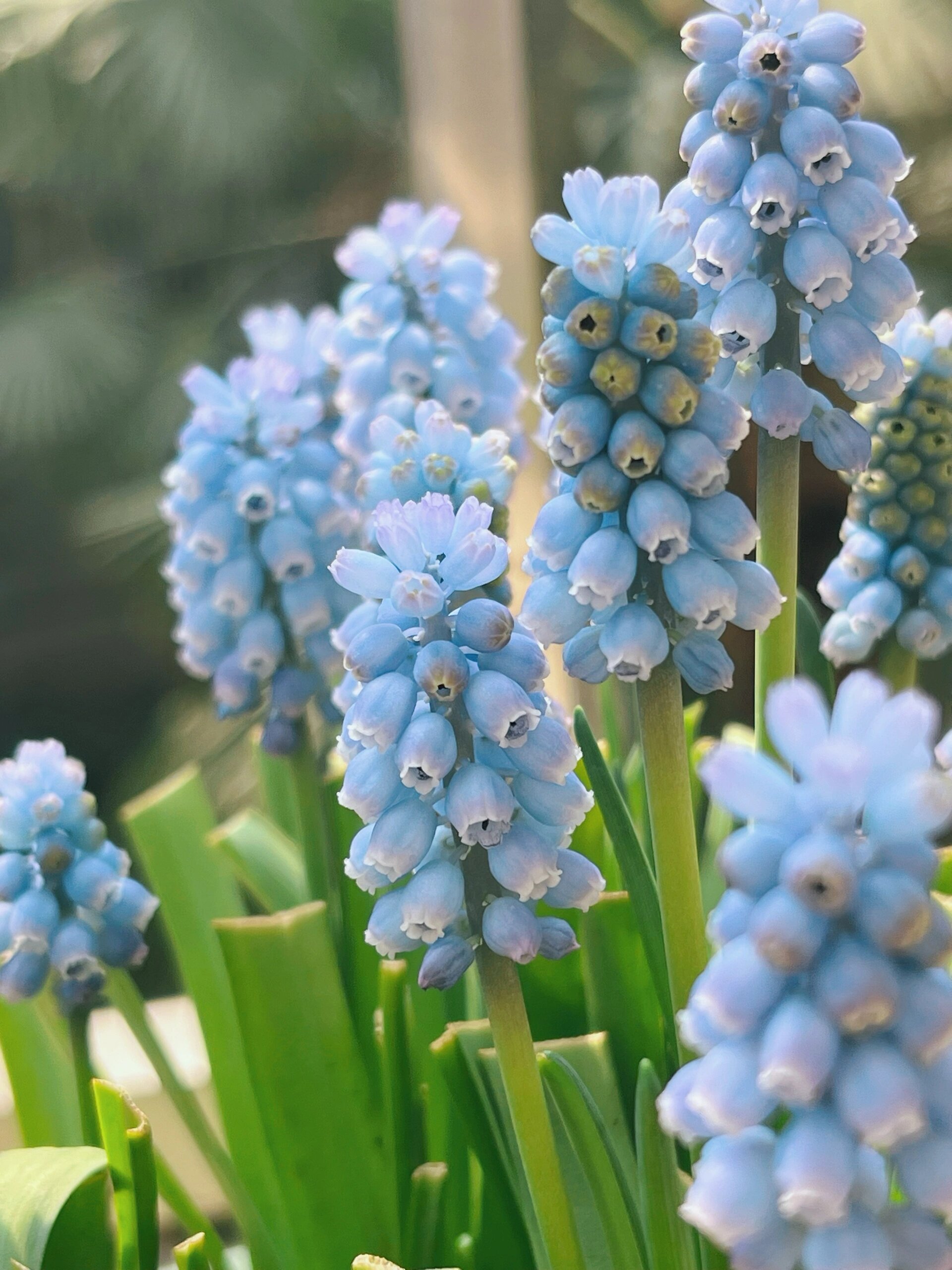 🌸 Grape Hyacinth Bulbs – A Touch of Charm for Your Garden 🌸