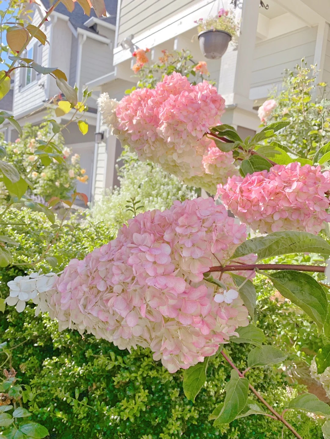 Grow Enchanting Hydrangeas from Seeds! 🌸🌿