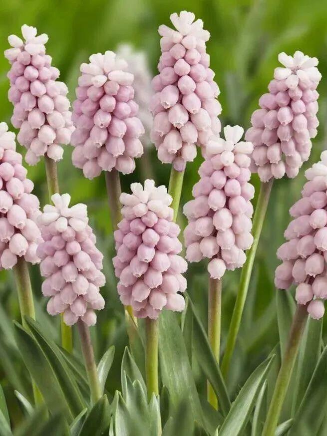🌸 Grape Hyacinth Bulbs – A Touch of Charm for Your Garden 🌸