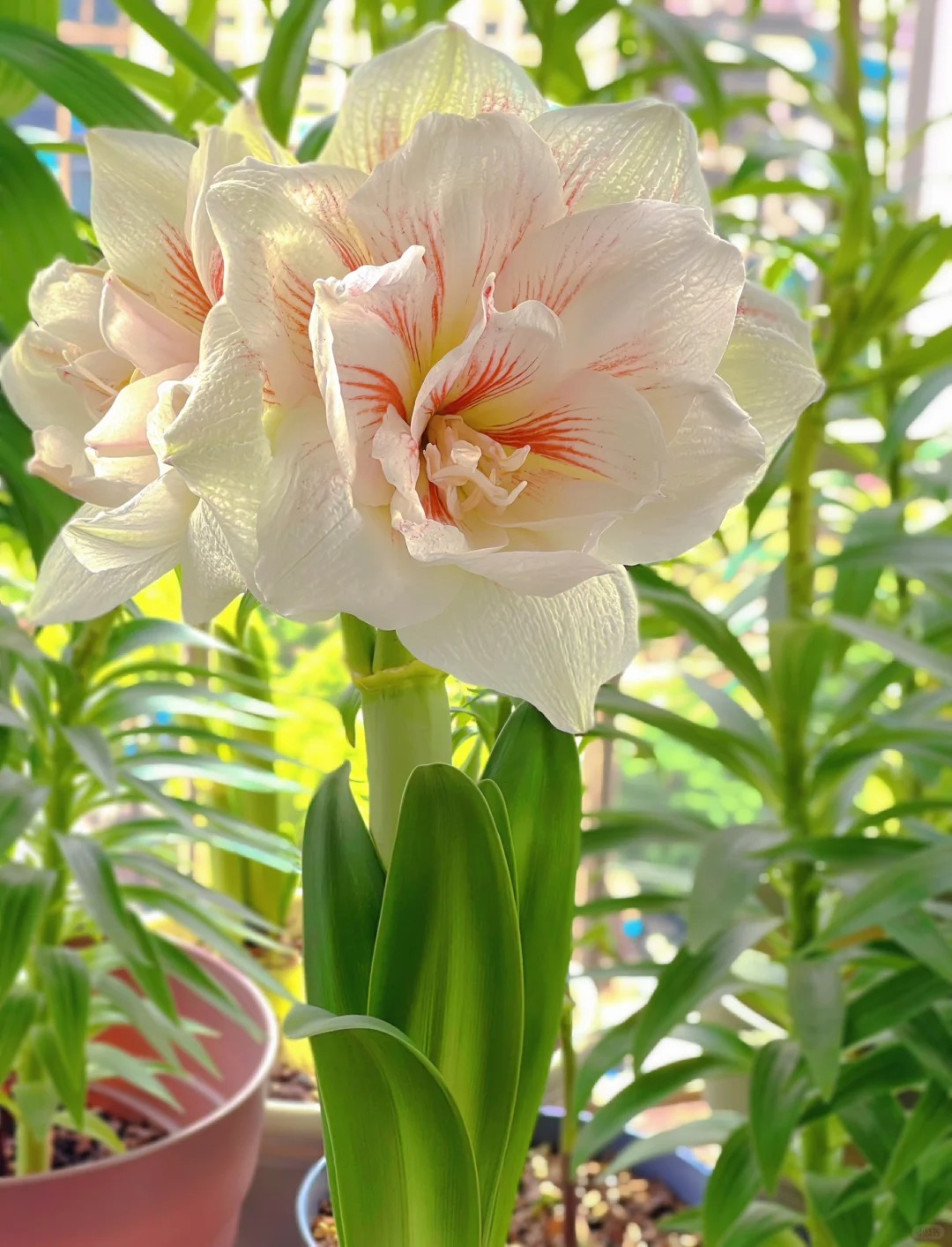 Rare Amaryllis Bulbs