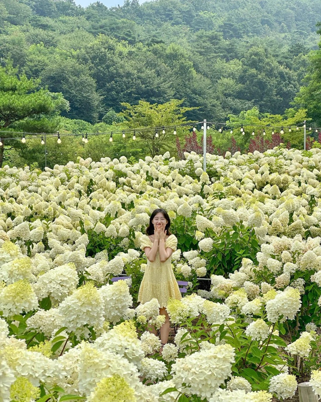Hydrangea paniculata : A Stunning Perennial Shrub