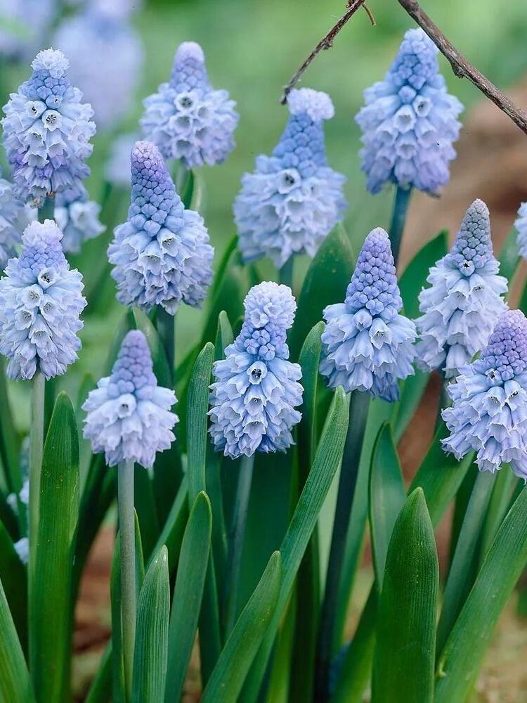 🌸 Grape Hyacinth Bulbs – A Touch of Charm for Your Garden 🌸