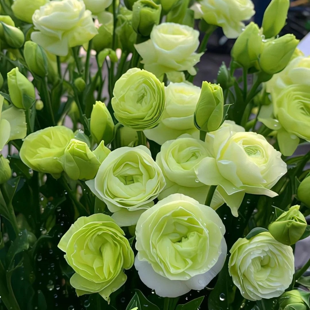 🌸 Lisianthus - The Romantic Fairy from Afar 🌸