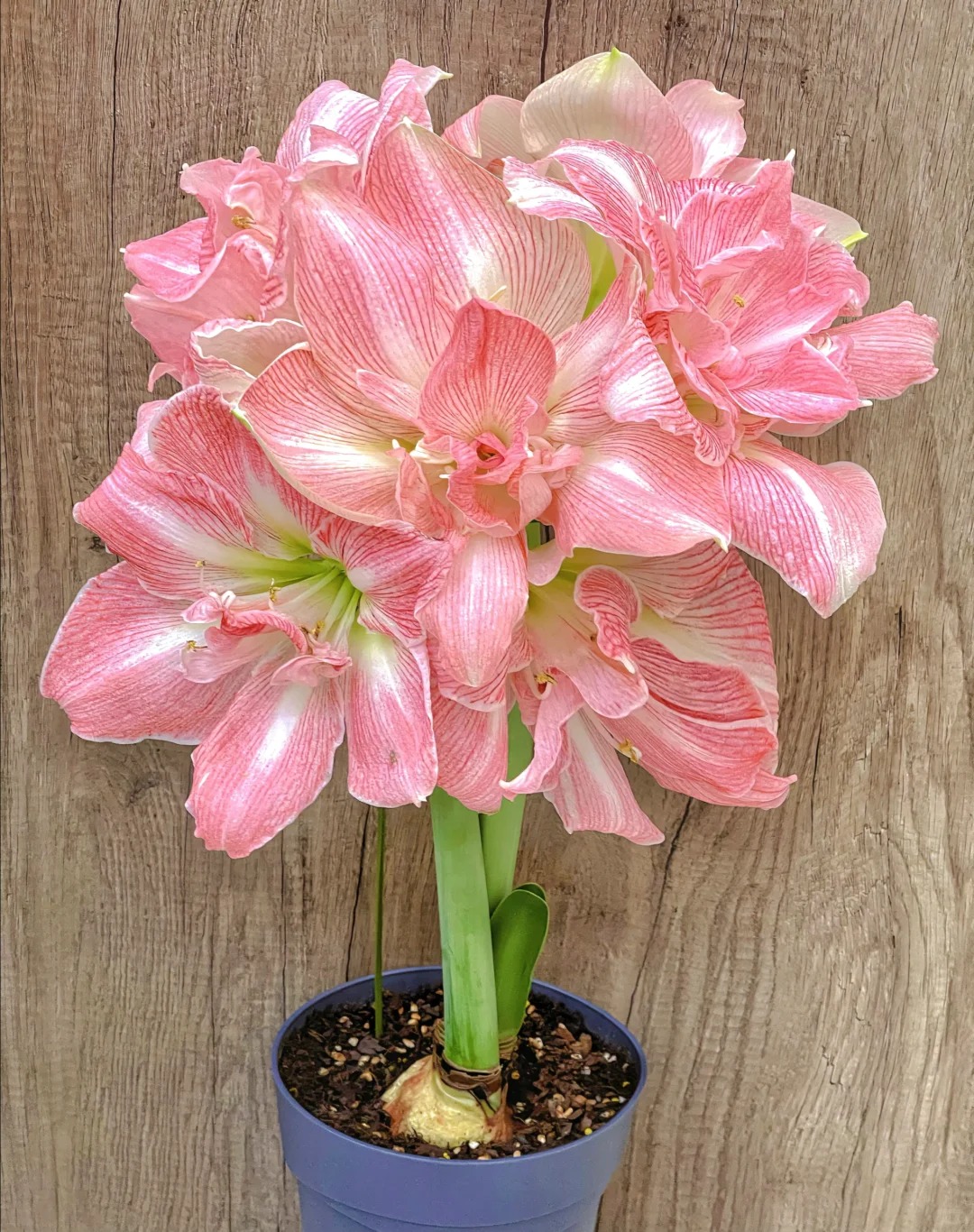 Rare Amaryllis Bulbs