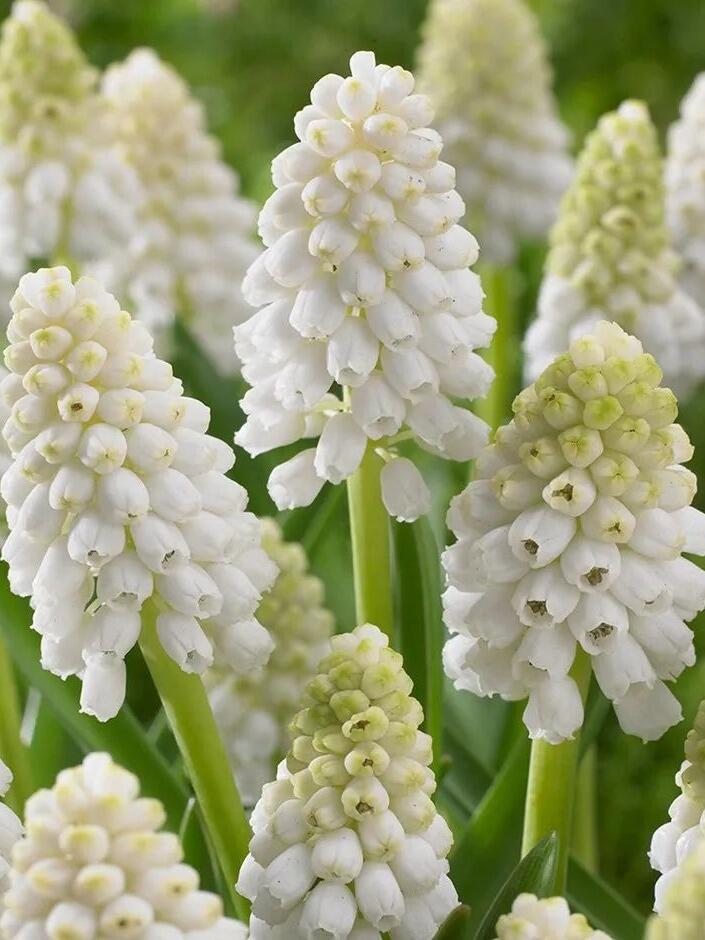 🌸 Grape Hyacinth Bulbs – A Touch of Charm for Your Garden 🌸