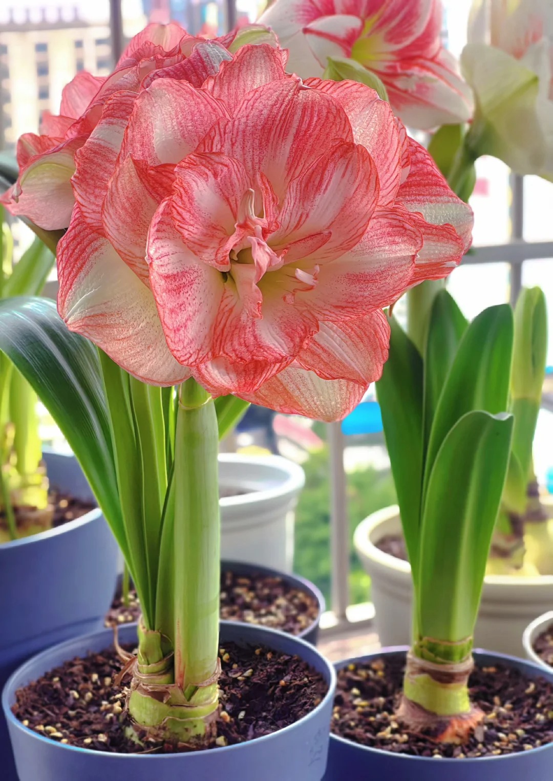 Rare Amaryllis Bulbs