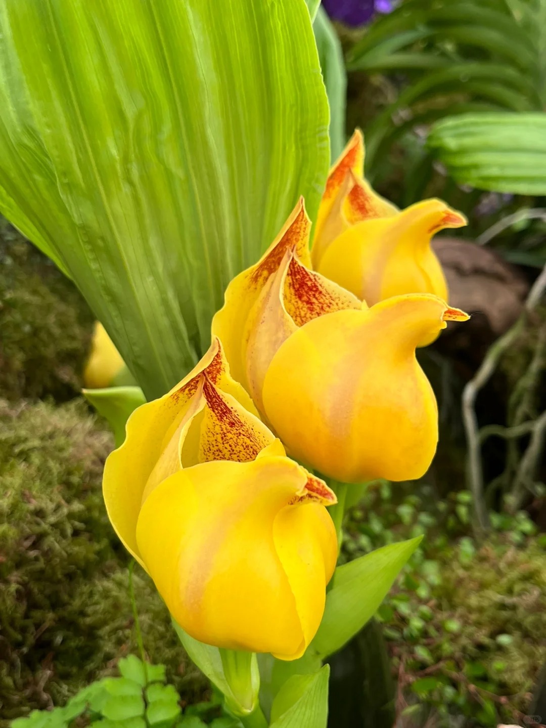 Sementes Orchid Seeds Flower Orchid Seeds For Home Garden Seeds