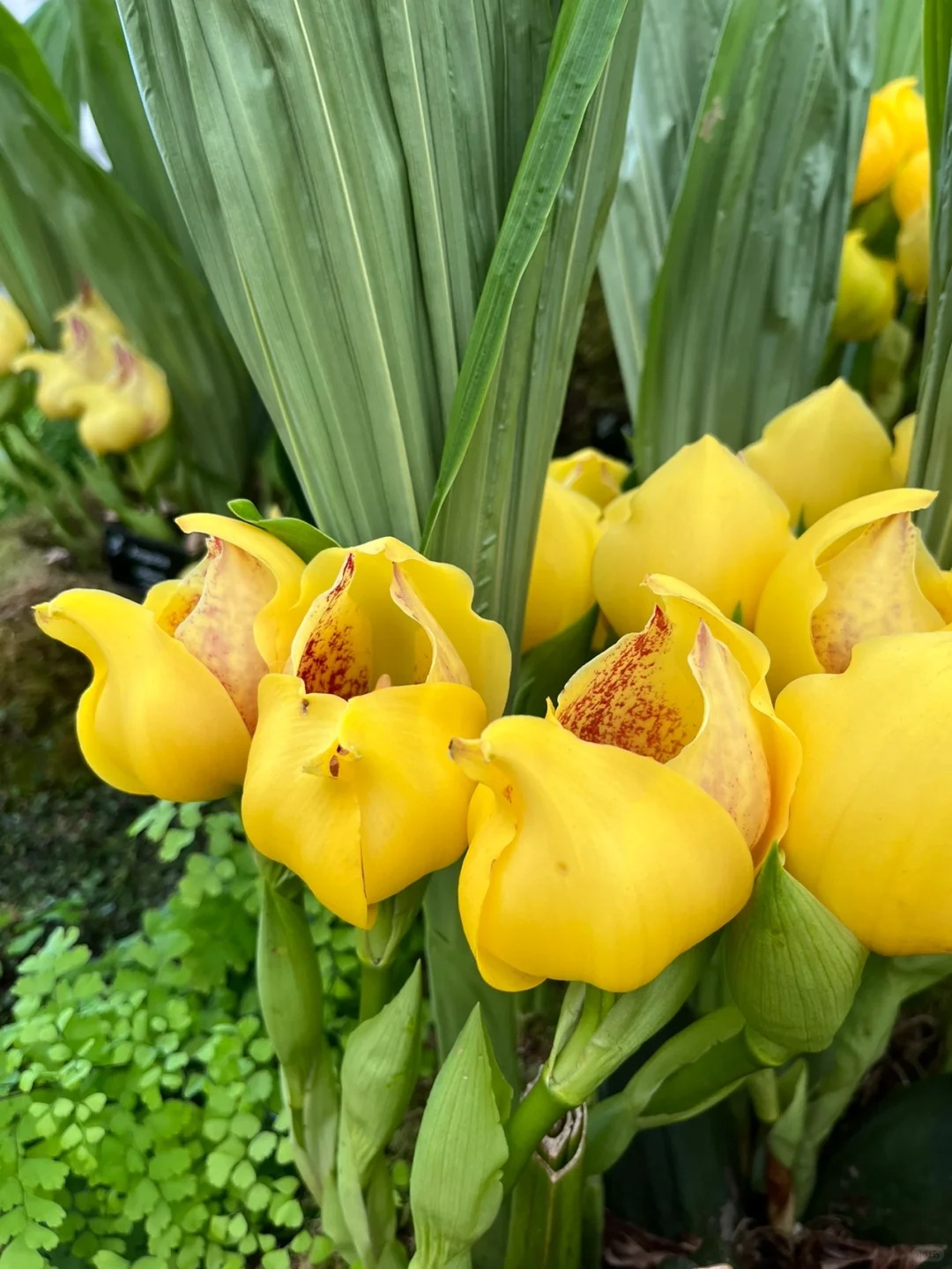 Sementes Orchid Seeds Flower Orchid Seeds For Home Garden Seeds