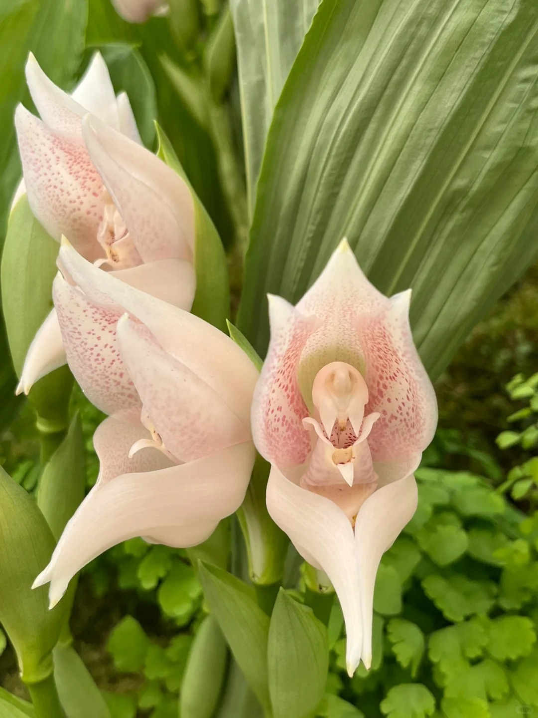 Sementes Orchid Seeds Flower Orchid Seeds For Home Garden Seeds