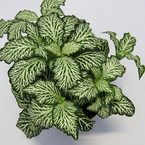 Fittonia Seeds, Nerve Plant Seeds, Mosaic Seeds
