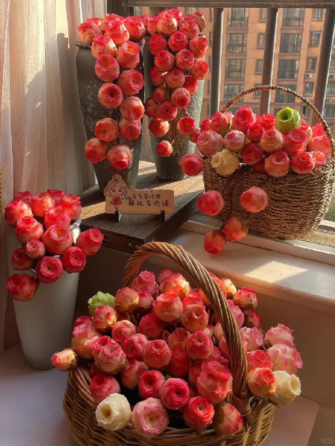 Mountain Rose Succulent (Sedum Spurium) 🌹🌿