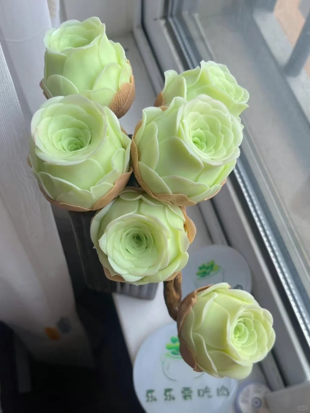 Mountain Rose Succulent (Sedum Spurium) 🌹🌿