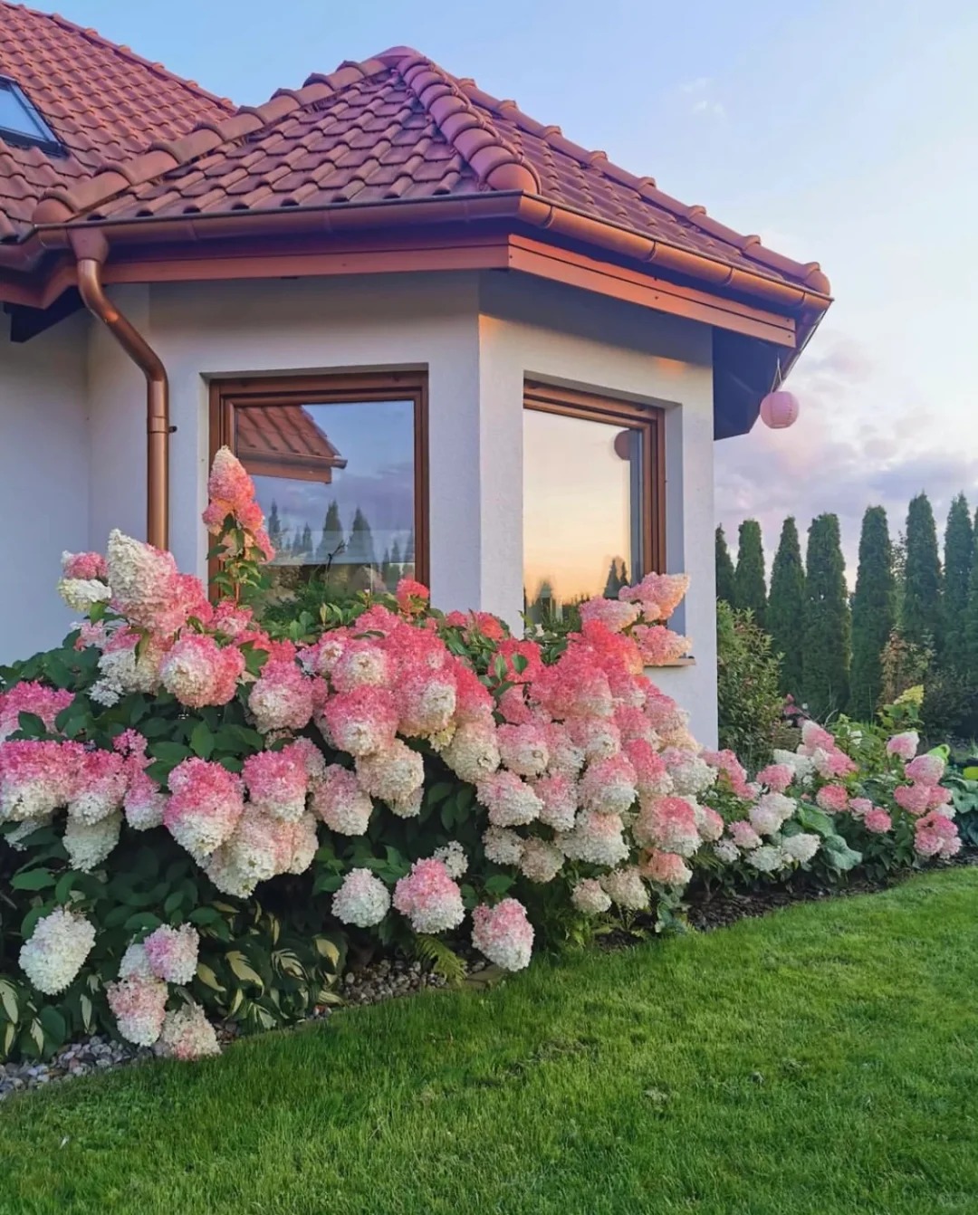 Hydrangea paniculata : A Stunning Perennial Shrub