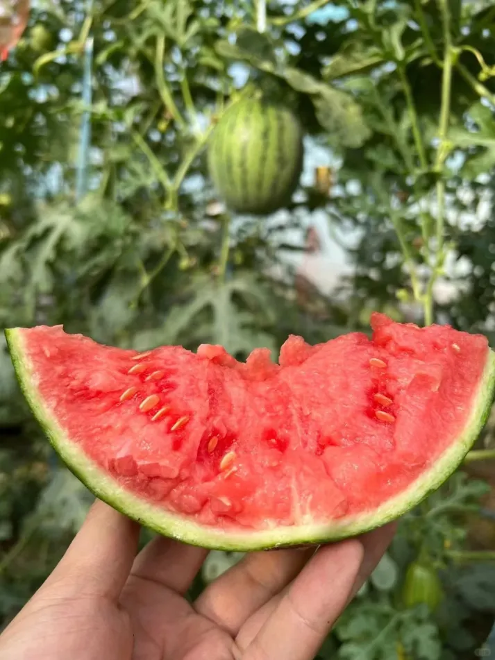 LAST DAY 70% OFF -🍉Sweet Watermelon Seeds with Red Flesh and Thin Skin