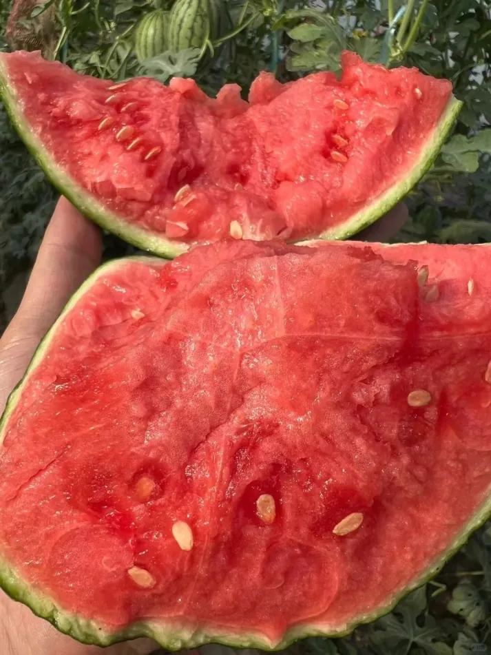 LAST DAY 70% OFF -🍉Sweet Watermelon Seeds with Red Flesh and Thin Skin