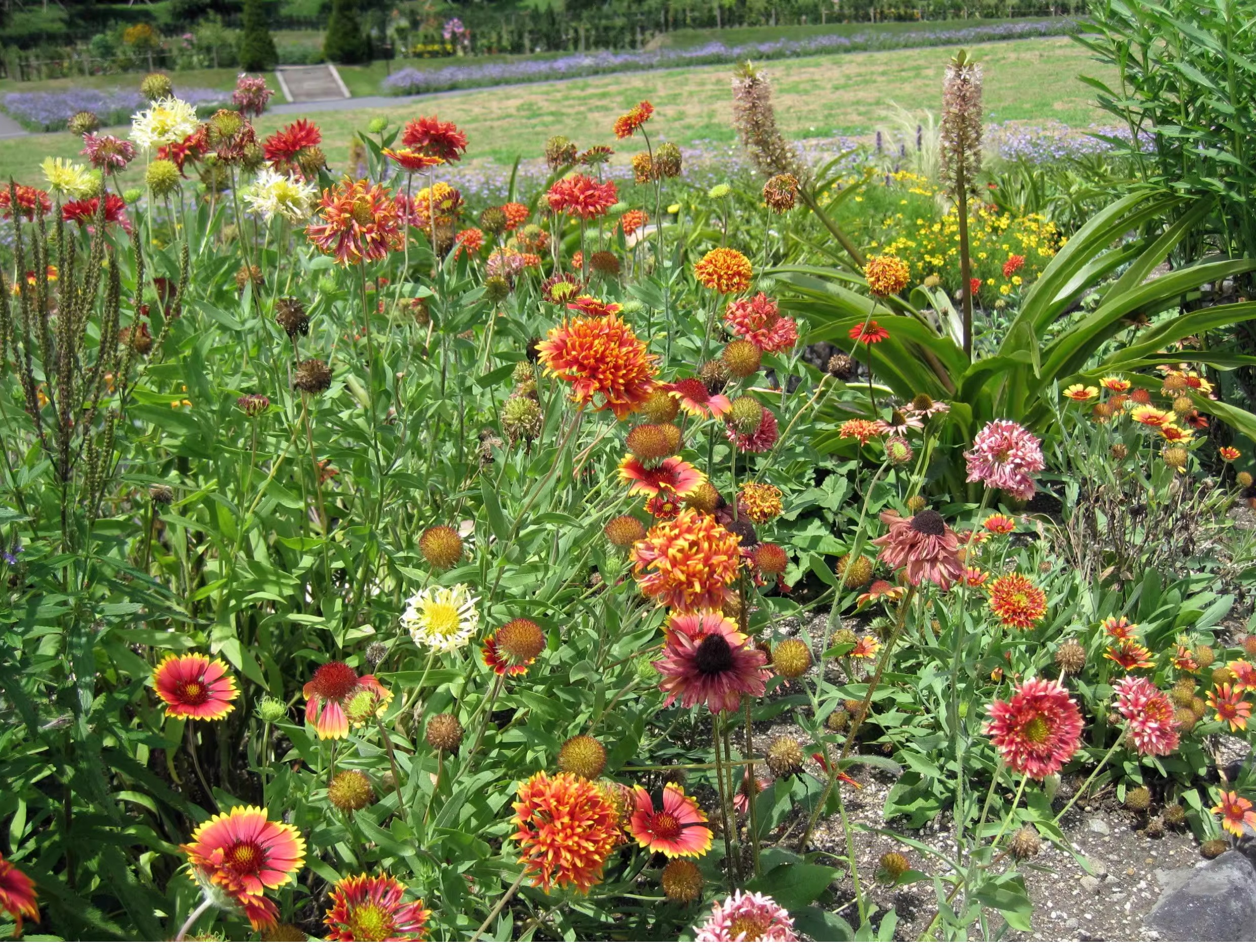 Gaillardia (Blanket Flower) Seeds – Gaillardia pulchella 🌼