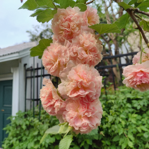 🔥🔥 Graines de rose trémière double🌺💖