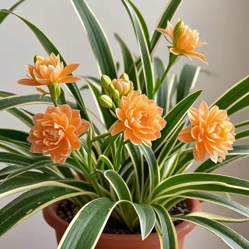 🥰✨ Beauty and air purification at the same time - Phnom Penh Chlorophytum🌼
