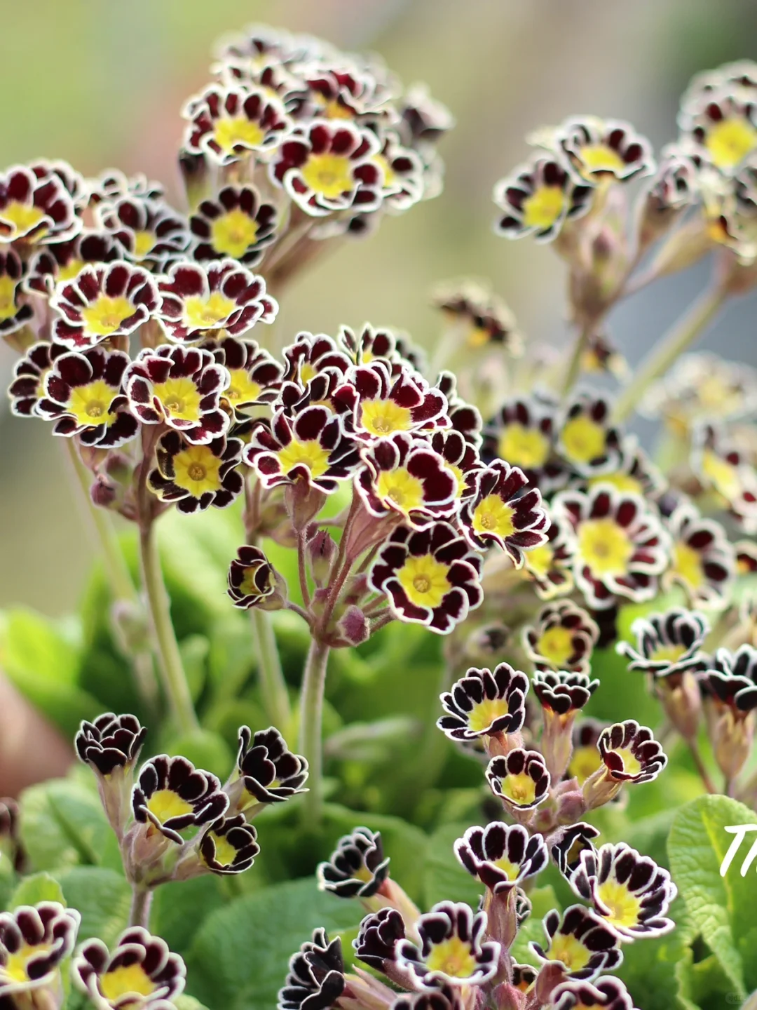 Low light 🌼 Small balcony 🌸 Plant it 🌹 Primrose