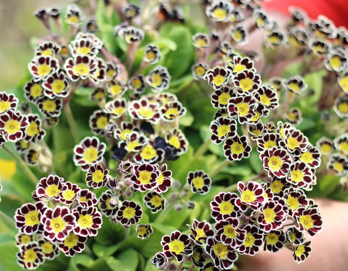 Low light 🌼 Small balcony 🌸 Plant it 🌹 Primrose