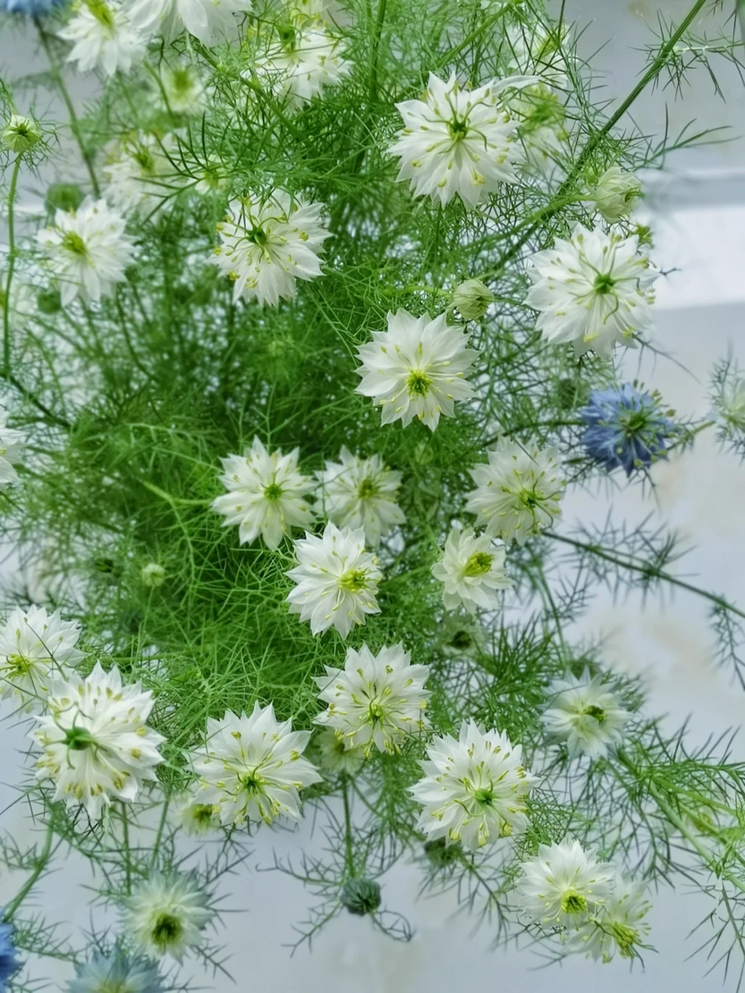 🌿 Nigella sativa Flowers🦋 | Devil-in-the-Bush Seeds