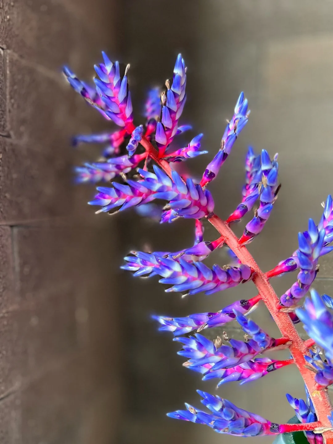 Aechmea Blue Rain 💙🪷 Seeds