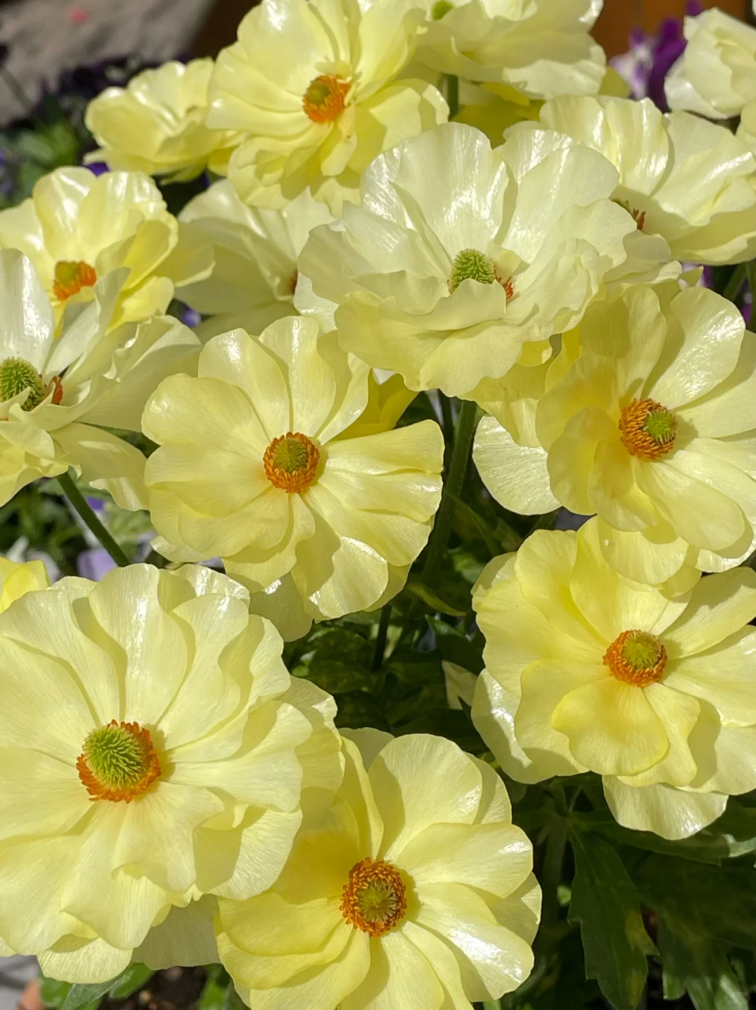 🦋 Butterfly Ranunculus Seeds