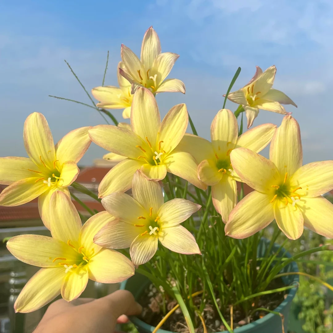 💧 Blooms After Rain – 🌼 Rain Lily Bulbs