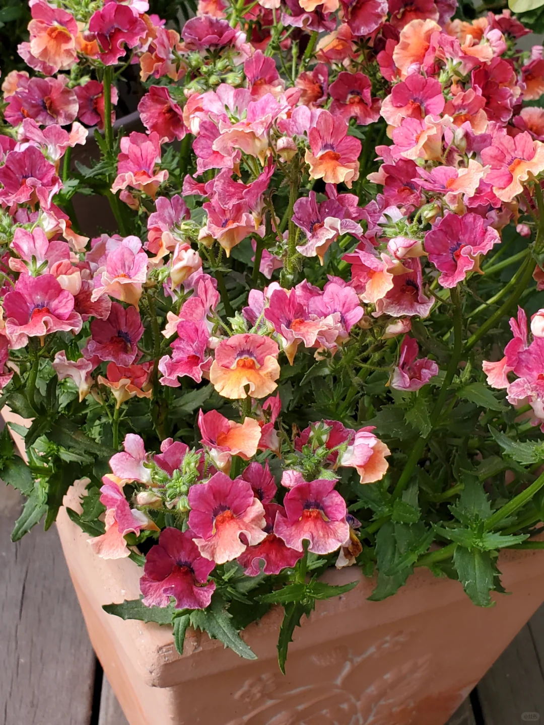 💐💐The teeming world-Dragon Face Flower