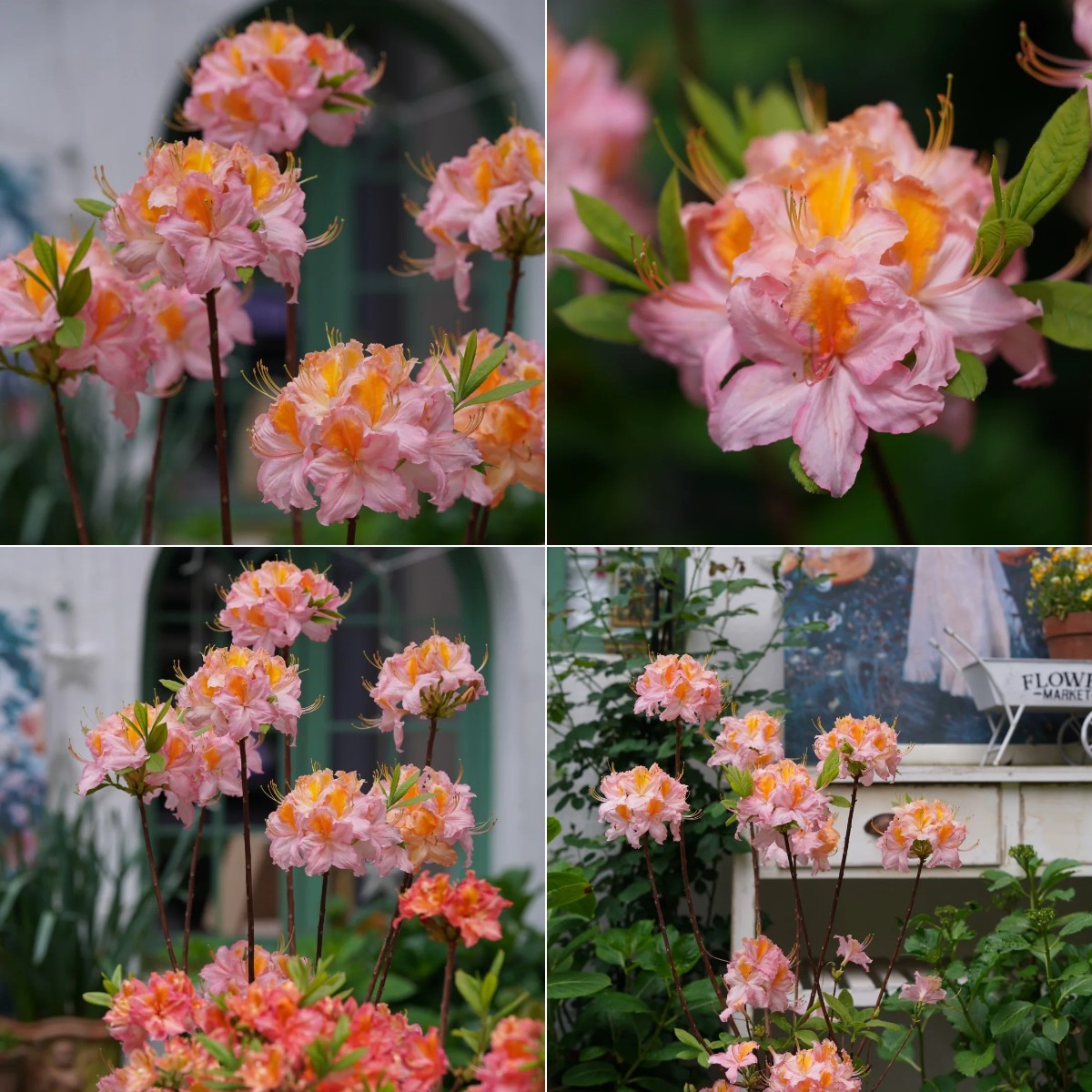 🎁50% OFF🔥Deciduous Azalea Seeds