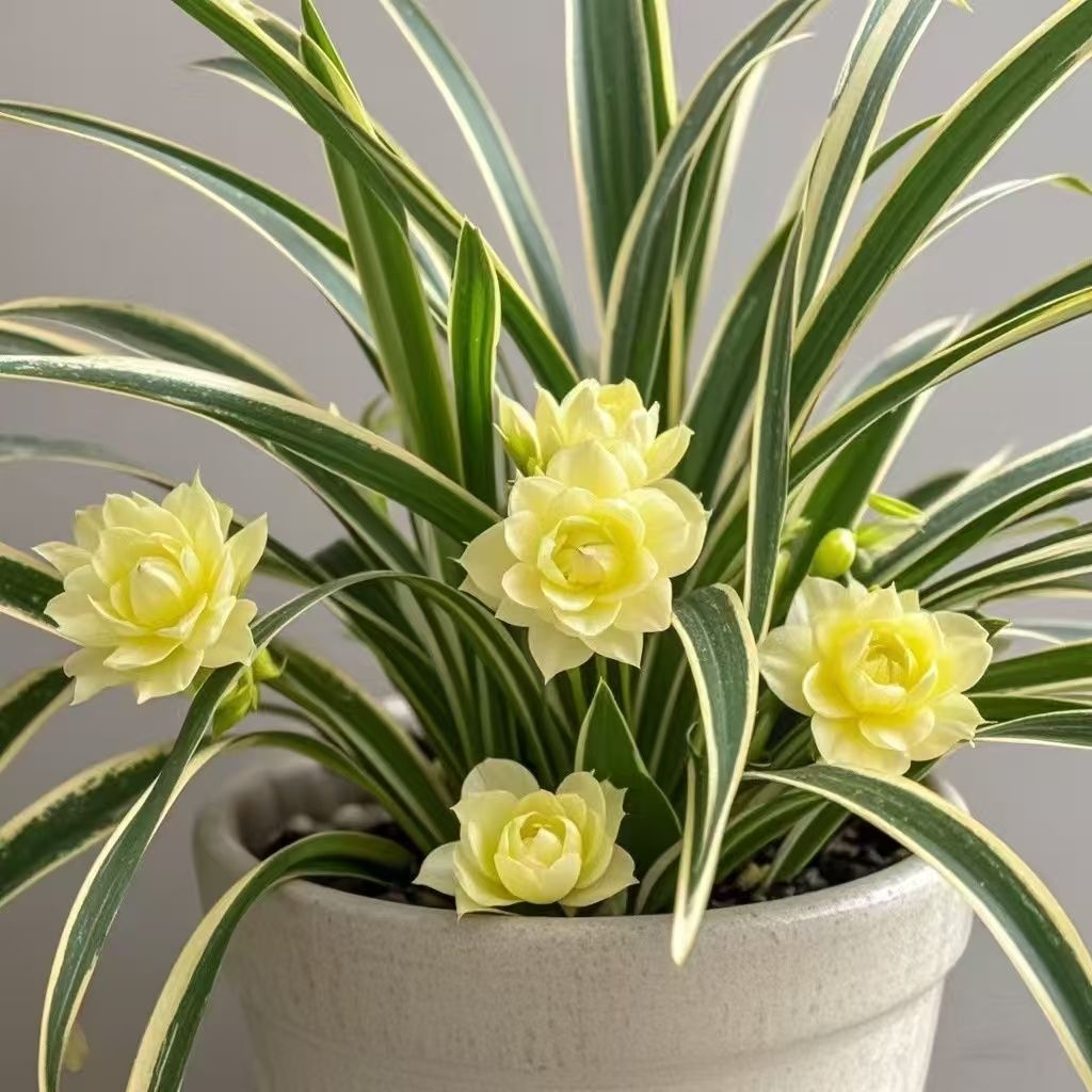 🥰✨ Beauty and air purification at the same time - Phnom Penh Chlorophytum🌼