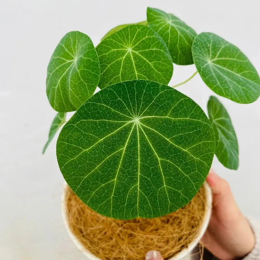 ✨💚Plantas verdes que purifican el aire🌿Tortuga de montaña