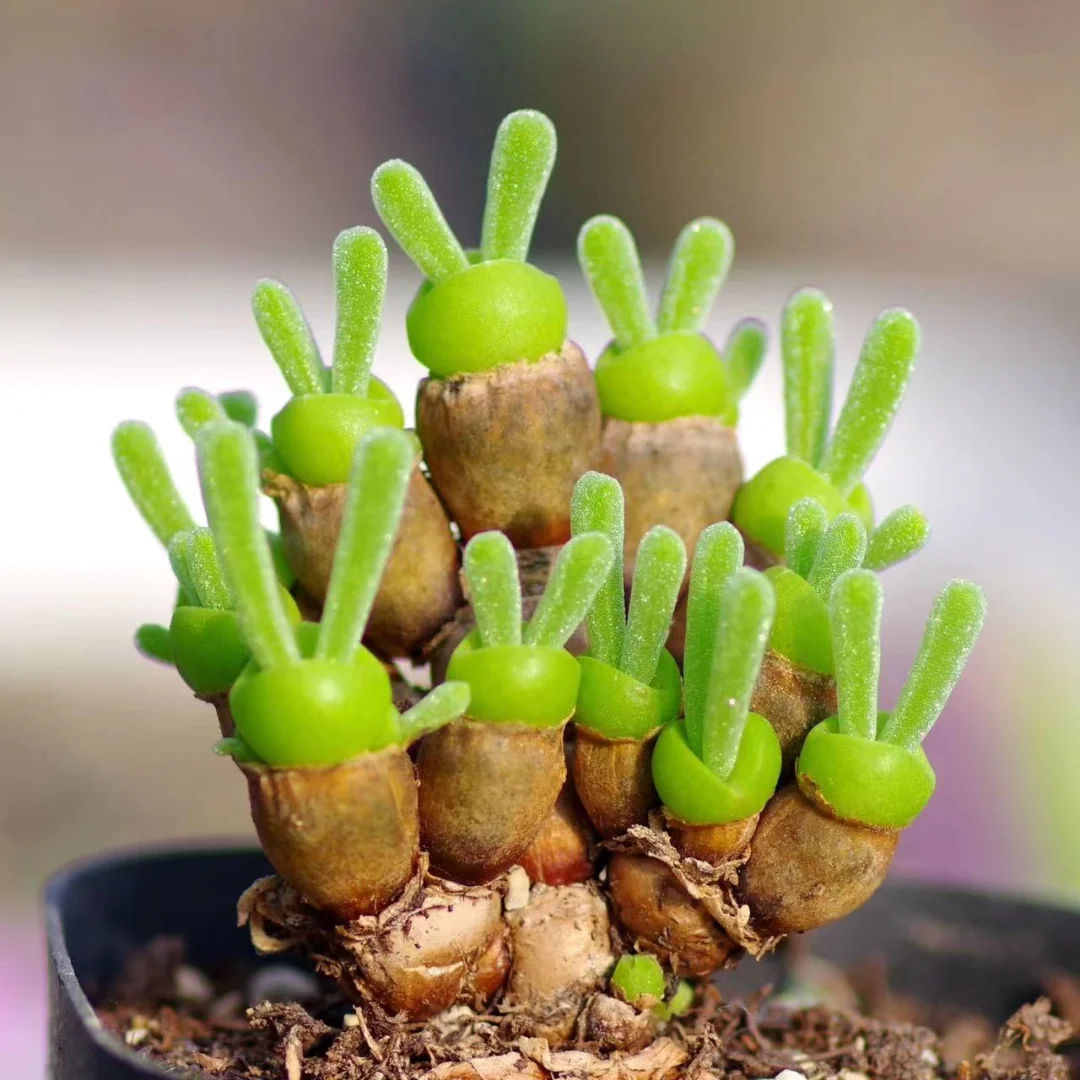 🐇"Bunny-Ear" Succulent Seeds🌍✨A living jewel