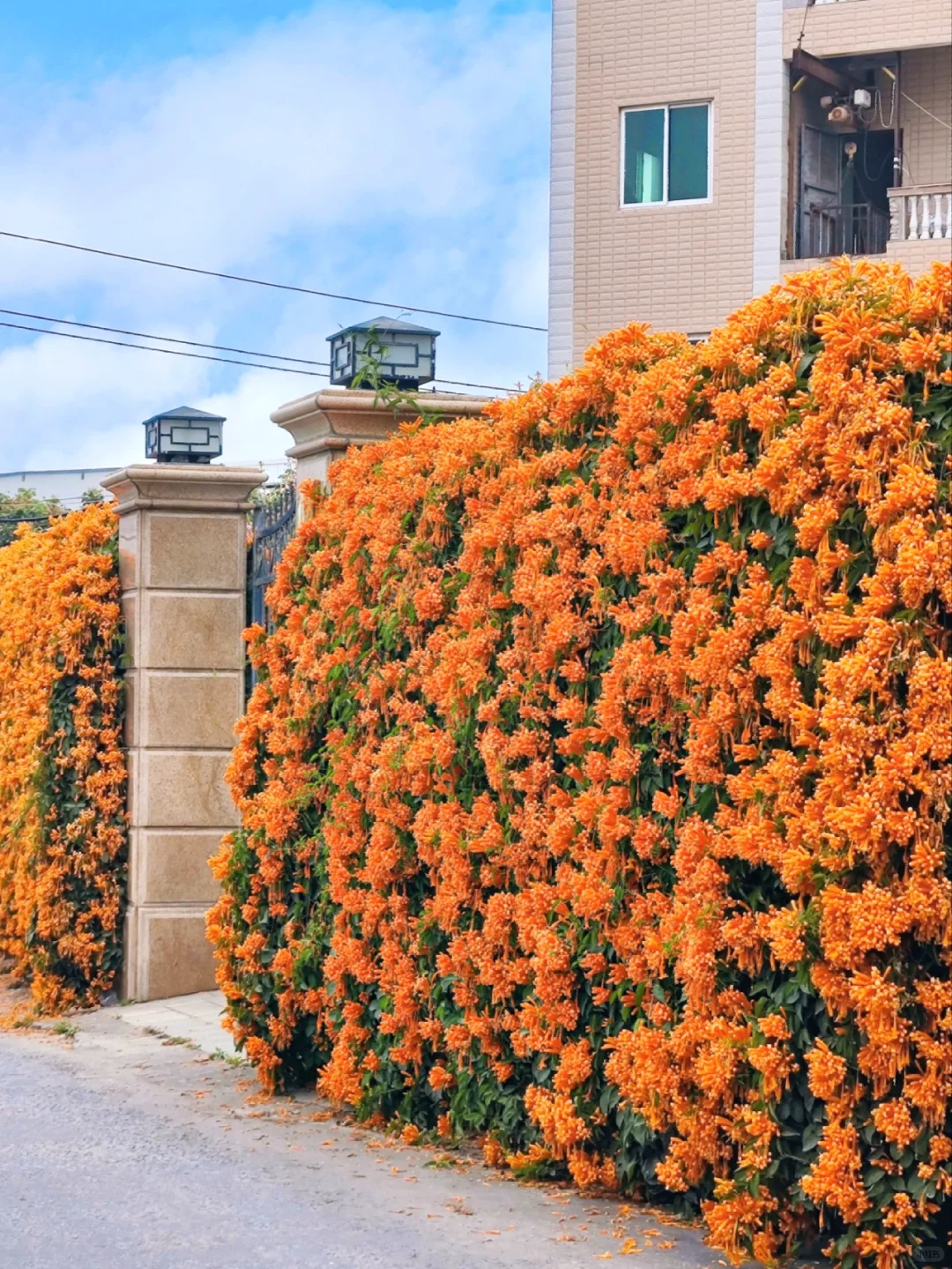 🌸 Flame Vine Seeds – Bring Fireworks to Your Garden🌸