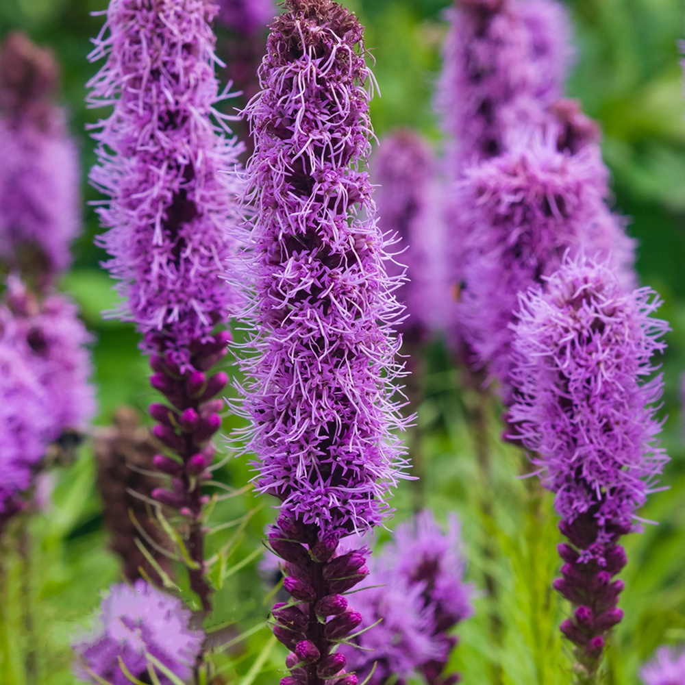 Gayfeather / Blazing Star Seeds - Liatris Seeds