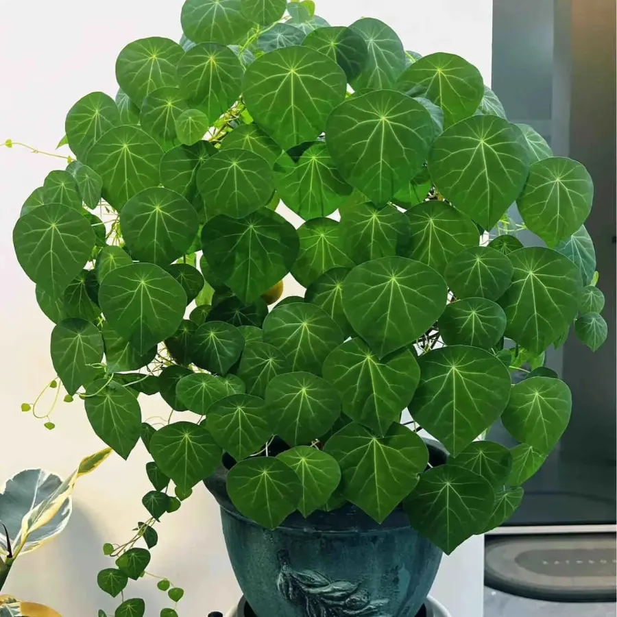 ✨💚Plantas verdes que purifican el aire🌿Tortuga de montaña