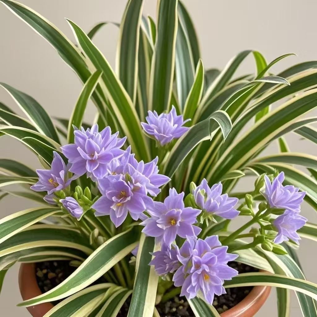 🥰✨ Beauty and air purification at the same time - Phnom Penh Chlorophytum🌼
