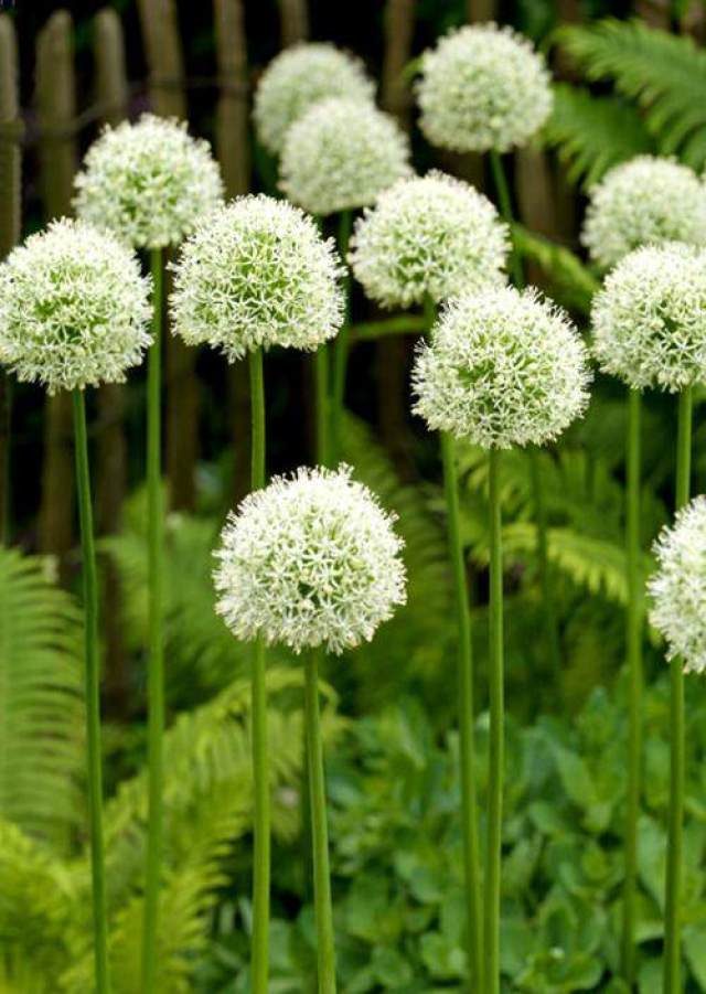 🌸 Giant Allium: A Royal Bloom for Your Garden 💜