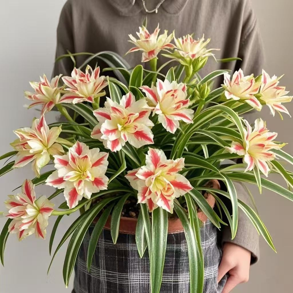 🥰✨ Beauty and air purification at the same time - Phnom Penh Chlorophytum🌼