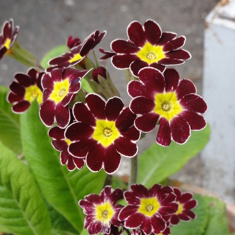 Low light 🌼 Small balcony 🌸 Plant it 🌹 Primrose