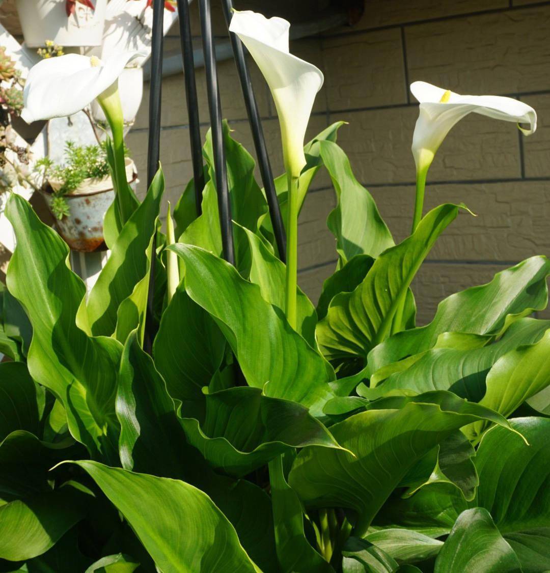 🌈Calla Lily Bulbs🔥Elegant Beauty for Your Garden