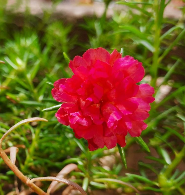 🌼 Moss Rose: The Sunshine Bloom That Thrives with Love! 🌞