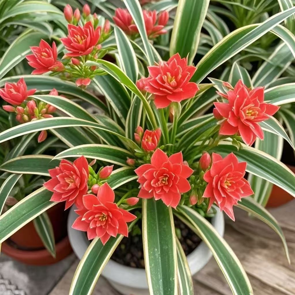 🥰✨ Beauty and air purification at the same time - Phnom Penh Chlorophytum🌼