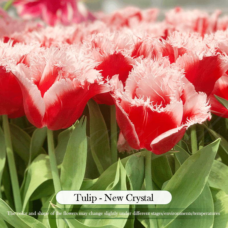  Tulip Bulbs 🌷 - Brighten Your Garden with Stunning Spring Blooms 🌸