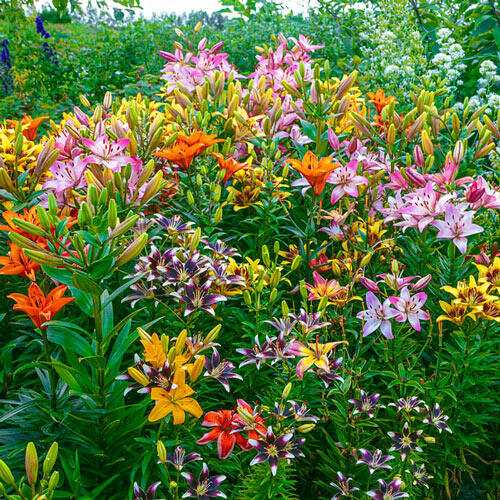 🔥Discount (Today Only)🌟 Fireworks Lily Mixture– A Spectacle of Elegance and Joy 🌟