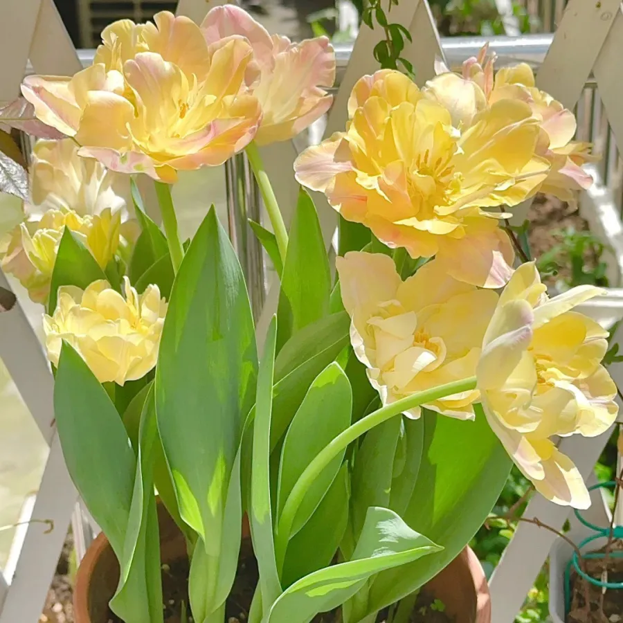 🌷 Tulip Bulbs: Your Gateway to Vibrant Spring Blooms! 🌷