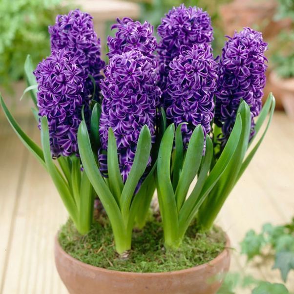 💐Hyacinth—Pure Happiness