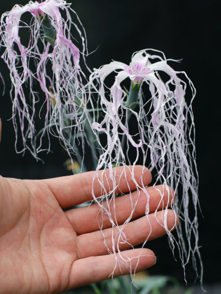 🌸 Ise Nadeshiko seeds – A Heritage of Japanese Elegance 🌸